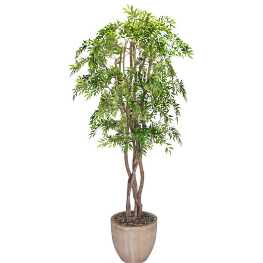 Italian Ruscus Tree 7.5' Italian Ruscus Tree 7.5'