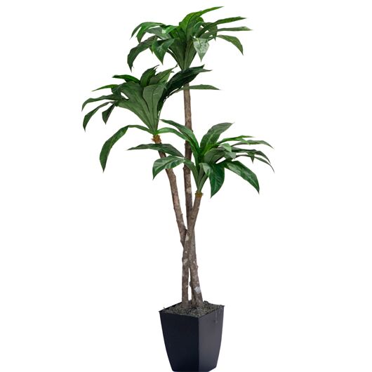 Banana Palm Tree 6'