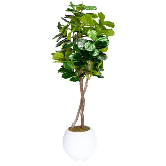 Fiddle Leaf Fig Tree 7' Fiddle Leaf Fig Tree 7'
