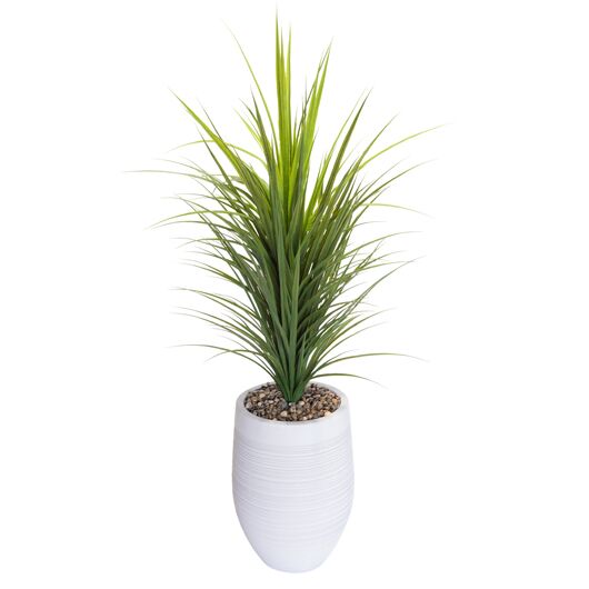 Agave Short 4' Agave Short 4'