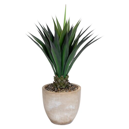 Agave Short 4'