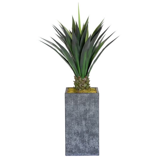 Agave Short 4' Agave Short 4'