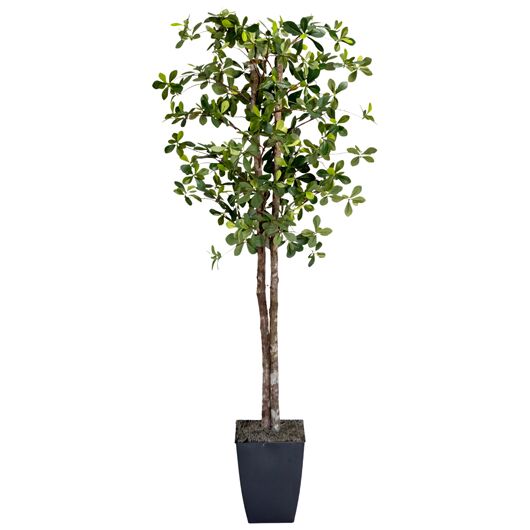 Fiddle Leaf Fig Tree 7' Fiddle Leaf Fig Tree 7'