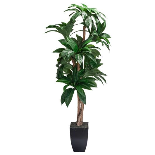 Banana Palm Tree 6' Banana Palm Tree 6'