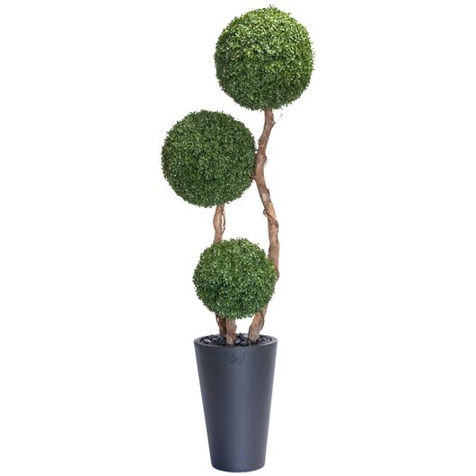 Topiary Boxwood Tree 7'