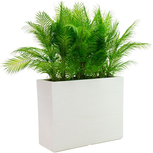 Palm Room Divider - Black Planter Palm Room Divider - Black Planter
